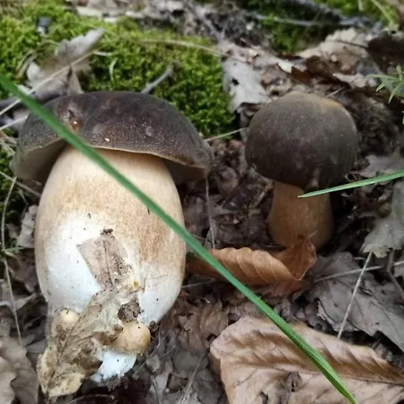 Вилла Ktm Lisine Деспотовац