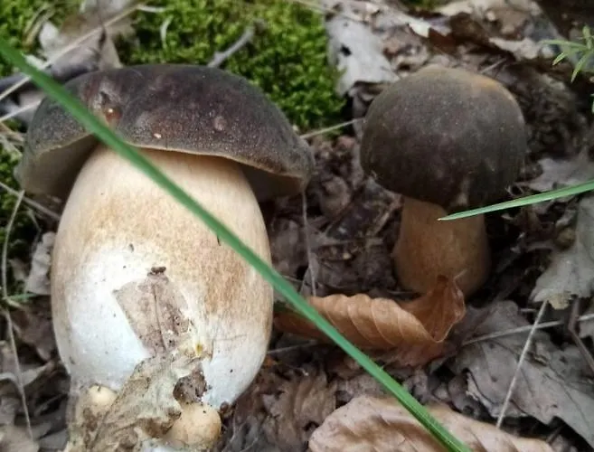 Villa Ktm Lisine Despotovac